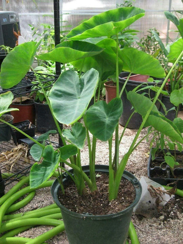 aditya green plants agp green co.jpg