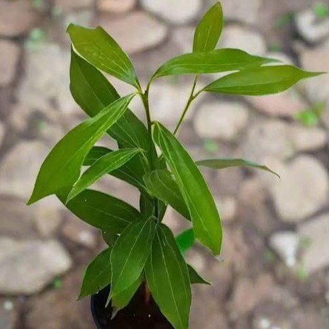 5hmy7 512.jpg