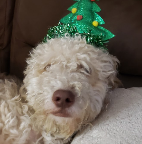 Screenshot from 2026 01 17 12 38 51.png