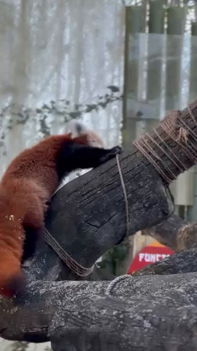 wHtsOBLKlD 2SHZJ.jpg