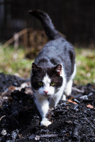 cat 1768601539 7164405.jpg