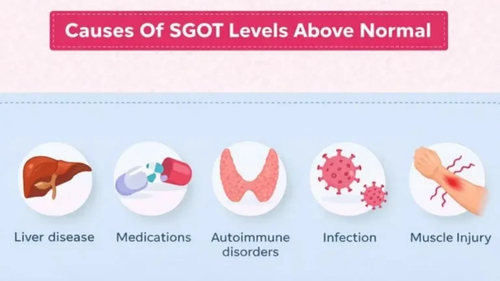 Causes Of SGOT Levels Above Normal.png