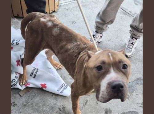 G8Ytso7akAMB hV?format=png.png