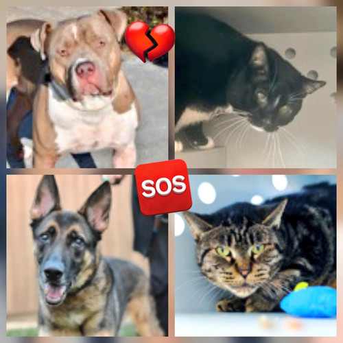 G wzLpXa0AARLCV?format=jpg.jpg