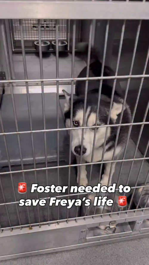 sl pNfhp cVDrm8 .jpg