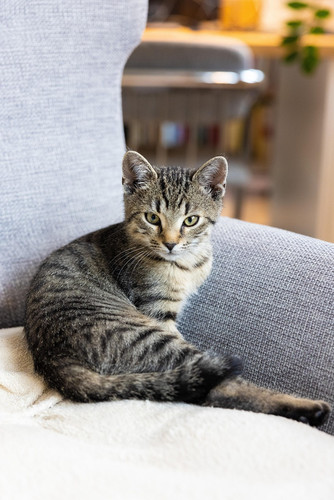 cat 1768652484 6754627.jpg