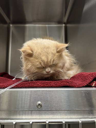 G vv2W XUAAG5nx?format=jpg.jpg