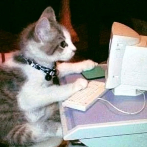 冷知识：其实我代码都是小猫帮我写的 1 珊瑚泡泡 来自小红书网页版.jpg