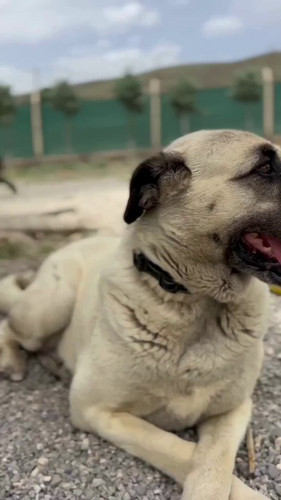 jZz4boW7M jOXlau.jpg