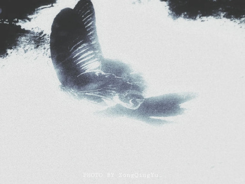 风格化｜白日梦游 9 纵情与 来自小红书网页版.jpg