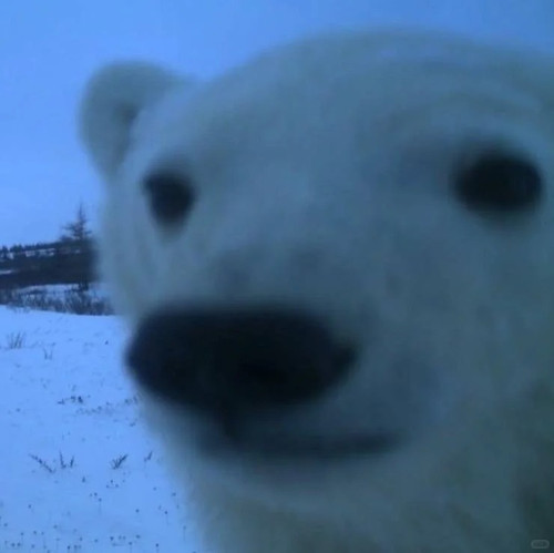 有没有类似这种的图片 想当头像😏 1 连夜鲨死十亩地香菜 来自小红书网页版.jpg