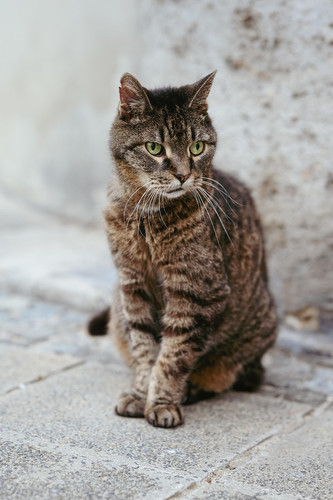 cat 1768587549 8845180.jpg