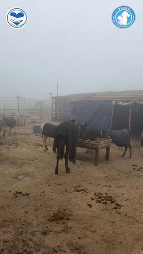 gKm G4vidkG69KWJ.jpg