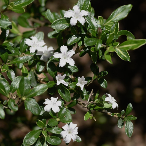 Untitled design 2023 01 13T164.jpg