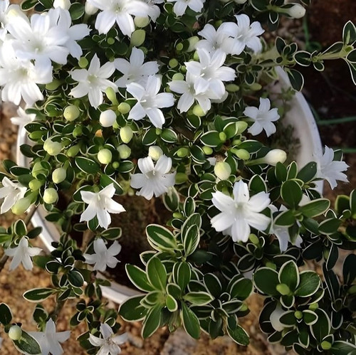 914LglguNGL. AC UF1000,1000 QL80.jpg