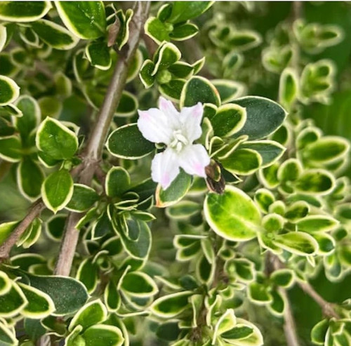 61mTy3x8UuL. AC UF1000,1000 QL80.jpg