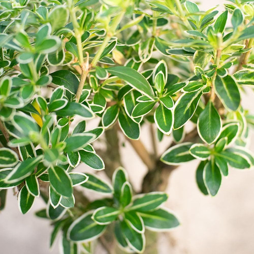 71G76K8hLSL. SL1000 .jpg