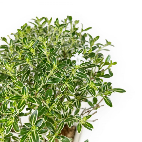 71N 5KFbMfL. SL1200 .jpg