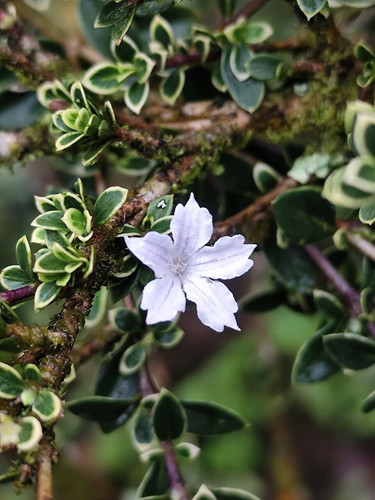 960px Serissa japonica bunga 4 H.jpg