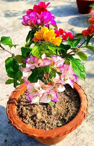 61HEA2L3JAL. AC UF1000,1000 QL80.jpg