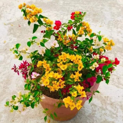 Multigrafted Bougainvellia 1.jpg