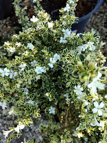 81FU0gz7YUL. SL1500 .jpg