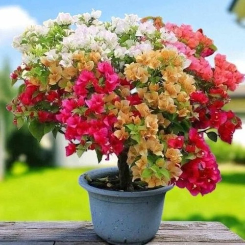 04ed3ac1 40b0 4a04 b2c9 075c840f.jpg