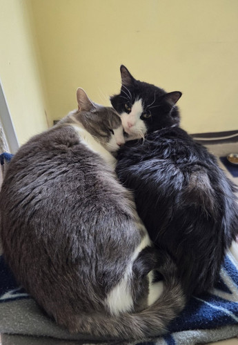 G 1AfSgXkAADZiO?format=jpg.jpg