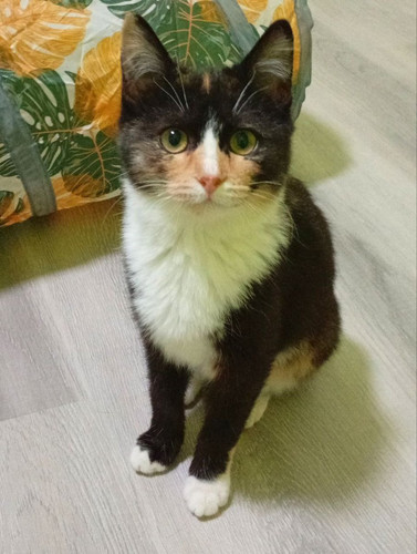 G zveyXXIAIZLjs?format=jpg.jpg