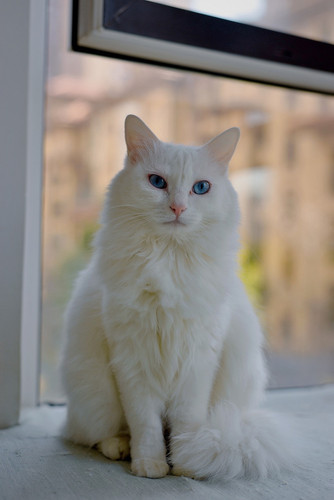 cat 1768673777 9795114.jpg