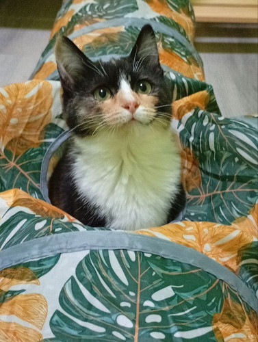 G zveyWWYAE cfJ?format=jpg.jpg