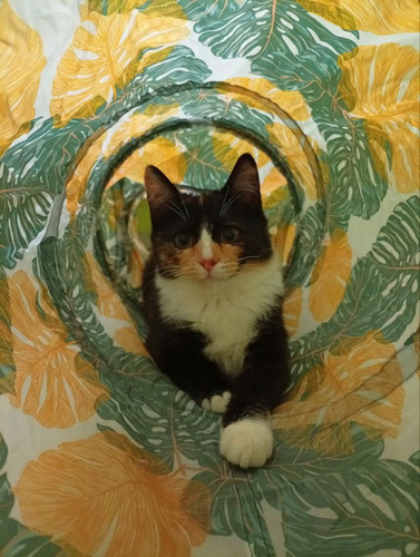 G zveyWXAAAAOcS?format=jpg.jpg