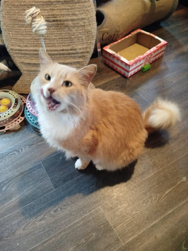 G 29JKCXIAAtXDD?format=jpg.jpg