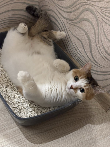 G 2q4frWEAADRl6?format=jpg.jpg