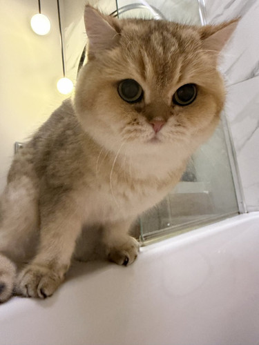 G 0jShqXkAAj833?format=jpg.jpg