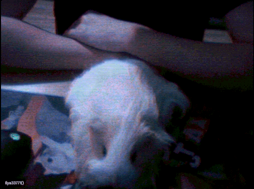 Снимок экрана 2025 11 15 232748.gif