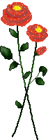 Rose Gif Resimler V160120260257 N 24.gif