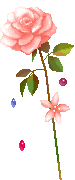 Rose Gif Resimler V160120260257 N 22.gif