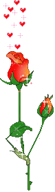 Rose Gif Resimler V160120260257 N 29.gif