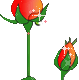 Rose Gif Resimler V160120260257 N 29
