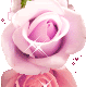 Rose Gif Resimler V160120260257 N 17