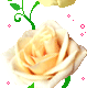 Rose Gif Resimler V160120260257 N 34