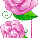 Rose Gif Resimler V160120260257 N 57