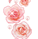 Rose Gif Resimler V160120260257 N 50