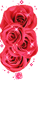 Rose Gif Resimler V160120260257 N 62.gif