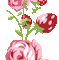 Rose Gif Resimler V160120260257 N 54