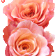 Rose Gif Resimler V160120260257 N 42