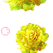 Rose Gif Resimler V160120260257 N 67