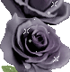 Rose Gif Resimler V160120260257 N 69