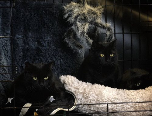 G tvqEwXYAAb10d?format=jpg.jpg